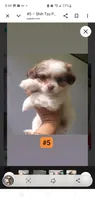 #5, a female Shih Tzu for sale in Sacramento, CA – 8 of 10