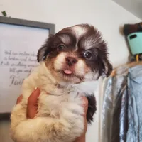 #1, a male Shih Tzu for sale in Sacramento, CA – 7 of 10