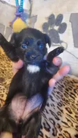 Black white chest girl tcup, a female Chihuahua for sale in Sacramento, CA – 4 of 10