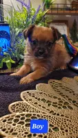 Tan boy , a male Chorkie for sale in Sacramento, CA – 8 of 8