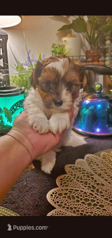 Milk cow boy – Shih Tzu puppy on hold in Sacramento, CA
