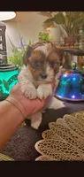 Milk cow boy, a male Shih Tzu for sale in Sacramento, CA – 1 of 10
