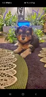 Yorkie girl fluffy, a female Yorkshire Terrier for sale in Sacramento, CA – 8 of 8