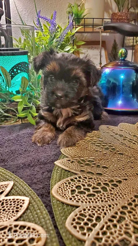 Black teddy bear shitzu boy – Shih Tzu puppy for sale in Sacramento, CA