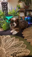 Red beautiful colored Boy Shitzu , a male Shih Tzu for sale in Sacramento, CA – 3 of 10