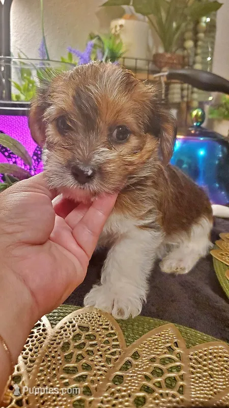 Cute face boy – Shih Tzu puppy for sale in Sacramento, CA