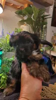 Black teddy bear fluffy boy 🖤 , a male Shih Tzu for sale in Sacramento, CA – 9 of 10