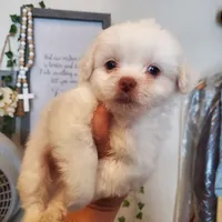 #3, a male Shih Tzu for sale in Sacramento, CA – 3 of 10