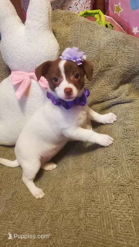 Little brown and white girl  – Chihuahua puppy for sale in Sacramento, CA
