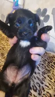 Black white chest girl tcup, a female Chihuahua for sale in Sacramento, CA – 7 of 10