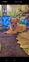 Baby tan girl , a female Chihuahua and Yorkshire Terrier for sale in Sacramento, CA – 7 of 10