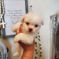 #4, a male Shih Tzu for sale in Sacramento, CA – 3 of 10