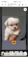 #4, a male Shih Tzu for sale in Sacramento, CA – 9 of 10