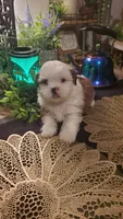 Tongue 👅 , a male Shih Tzu for sale in Sacramento, CA – 3 of 10
