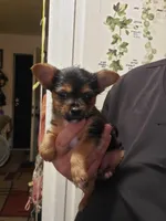 Yorkie t-cup boy micro mini, a male Chihuahua and Yorkshire Terrier for sale in Sacramento, CA – 10 of 10