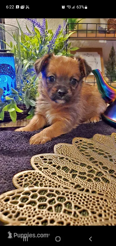 Tan boy  – Chorkie puppy for sale in Sacramento, CA