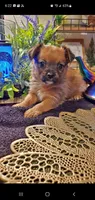 Tan boy , a male Chorkie for sale in Sacramento, CA – 1 of 8