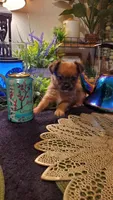 Tan boy , a male Chorkie for sale in Sacramento, CA – 7 of 8