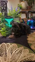 Boy black, a male Shih Tzu for sale in Sacramento, CA – 9 of 10