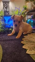 Baby tan girl , a female Chihuahua and Yorkshire Terrier for sale in Sacramento, CA – 4 of 10