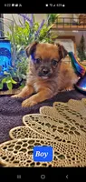 Tan boy , a male Chorkie for sale in Sacramento, CA – 2 of 8