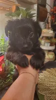 All black long hair chihuahua boy, a male Chihuahua for sale in Sacramento, CA – 7 of 10