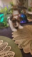 Milk cow boy, a male Shih Tzu for sale in Sacramento, CA – 4 of 10