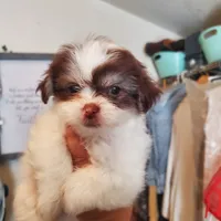  #7 Midget boy, a male Shih Tzu for sale in Sacramento, CA – 3 of 10