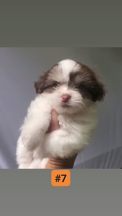  #7 Midget boy, a male Shih Tzu for sale in Sacramento, CA – 4 of 10