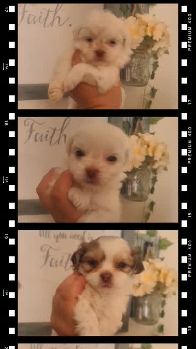  #7 Midget boy, a male Shih Tzu for sale in Sacramento, CA – 9 of 10
