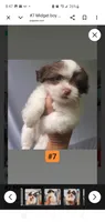  #7 Midget boy, a male Shih Tzu for sale in Sacramento, CA – 8 of 10