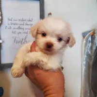 #2, a female Shih Tzu for sale in Sacramento, CA – 5 of 10