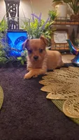 Girl tan baby, a female Chihuahua for sale in Sacramento, CA – 3 of 10