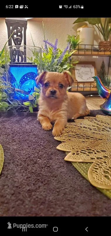 Baby tan girl  – Chihuahua, Yorkshire Terrier puppy on hold in Sacramento, CA