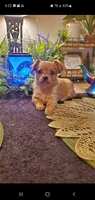 Baby tan girl , a female Chihuahua and Yorkshire Terrier for sale in Sacramento, CA – 1 of 10