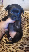 All black girl tcup long hair, a female Chihuahua for sale in Sacramento, CA – 8 of 10