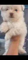 Little White ghostie boy for halloween, a male Shih Tzu for sale in Sacramento, CA – 3 of 10