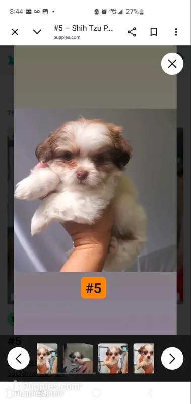 #5 – Shih Tzu puppy for sale in Sacramento, CA
