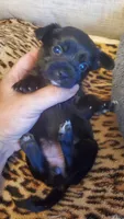 All black girl tcup long hair, a female Chihuahua for sale in Sacramento, CA – 10 of 10