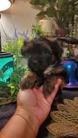 Black teddy bear shitzu boy, a male Shih Tzu for sale in Sacramento, CA – 7 of 10