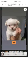 #4, a male Shih Tzu for sale in Sacramento, CA – 7 of 10