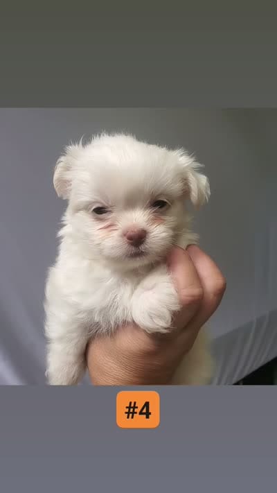 #4, a male Shih Tzu for sale in Sacramento, CA – 4 of 10