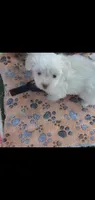 Little white ghostie girl for halloween, a female Shih Tzu for sale in Sacramento, CA – 3 of 8