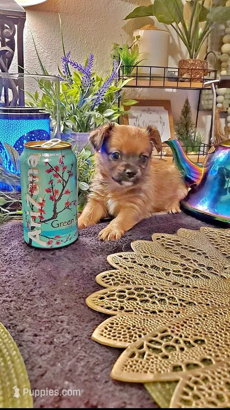Little only tan boy. – Chihuahua puppy for sale in Sacramento, CA