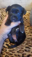 All black girl tcup long hair, a female Chihuahua for sale in Sacramento, CA – 2 of 10