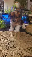 Cute face boy shih-tzu, a male Shih Tzu for sale in Sacramento, CA – 10 of 10