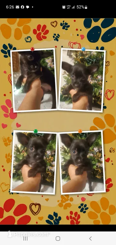 All black girl tcup long hair – Chihuahua puppy for sale in Sacramento, CA
