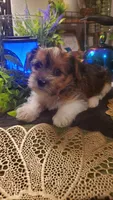 Cute face boy shih-tzu, a male Shih Tzu for sale in Sacramento, CA – 6 of 10