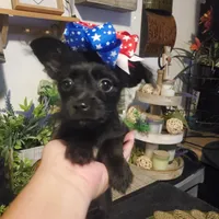 black girl tcup long hair chihuahua , a female Chihuahua for sale in Sacramento, CA – 8 of 10