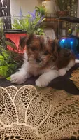 Cute face boy shih-tzu, a male Shih Tzu for sale in Sacramento, CA – 10 of 10